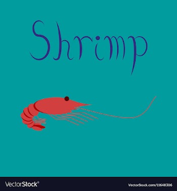 Flat on background sea shrimp vector image