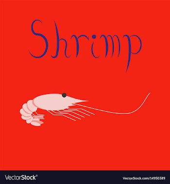 Flat on background sea shrimp vector image