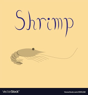 Flat on background sea shrimp vector image