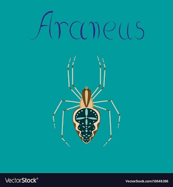 Flat on background spider Araneus vector image