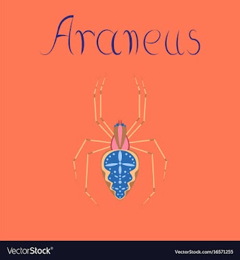 Flat on background spider araneus vector image
