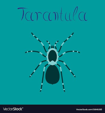 Flat on background spider tarantula vector image