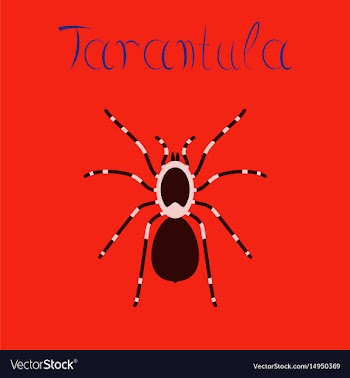 Flat on background spider tarantula vector image