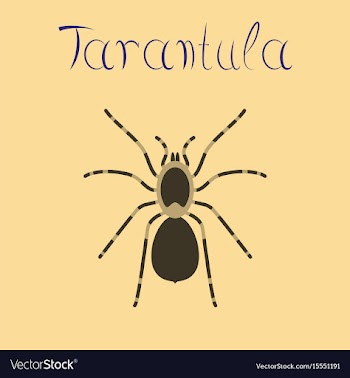 Flat on background spider tarantula vector image
