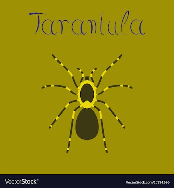 Flat on background spider tarantula vector image