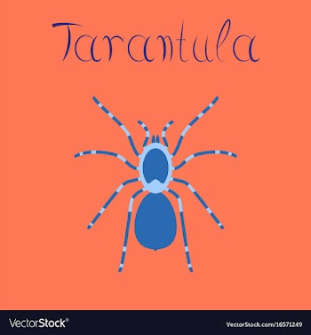 Flat on background spider tarantula vector image