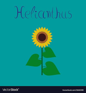 Flat on background sunflower vector image