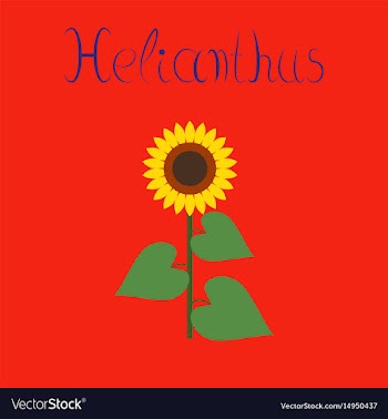 Flat on background sunflower vector image