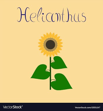 Flat on background sunflower vector image