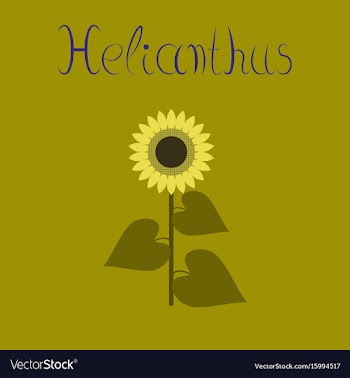 Flat on background sunflower vector image