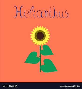 Flat on background sunflower vector image