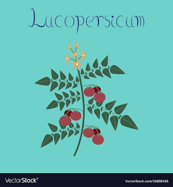 Flat on background tomato plant vector image