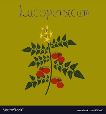 Flat on background tomato plant vector image