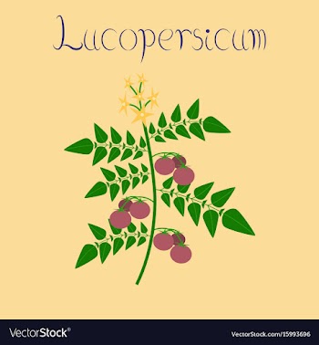 Flat on background tomato plant vector image