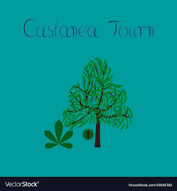 Flat on background tree Castanea vector image