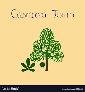 Flat on background tree castanea vector image
