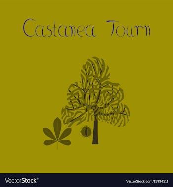 Flat on background tree castanea vector image