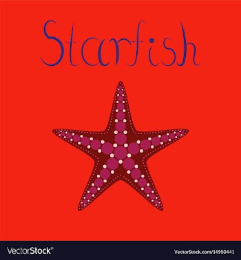 Flat on background tropical starfish vector image