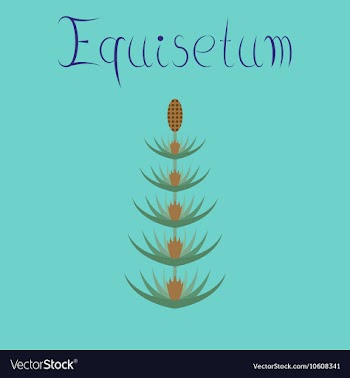 Flat on background wild flower vector image