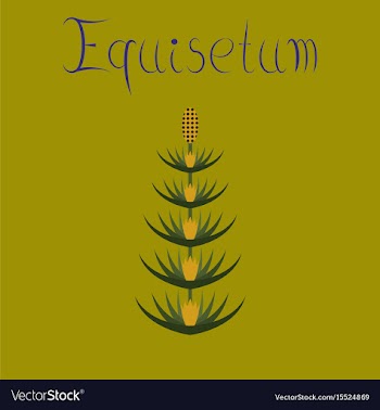 Flat on background wild flower vector image