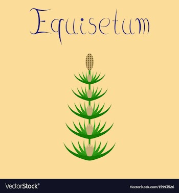 Flat on background wild flower vector image