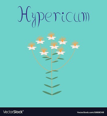 Flat on background wild plant vector image