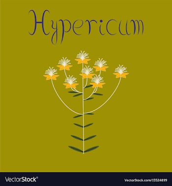 Flat on background wild plant vector image