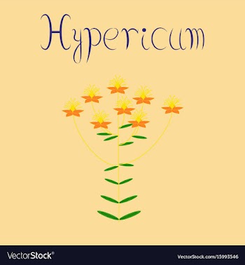 Flat on background wild plant vector image