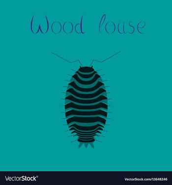 Flat on background wood louse vector image