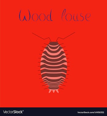 Flat on background wood louse vector image