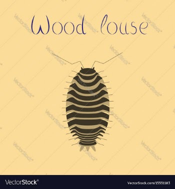 Flat on background wood louse vector image
