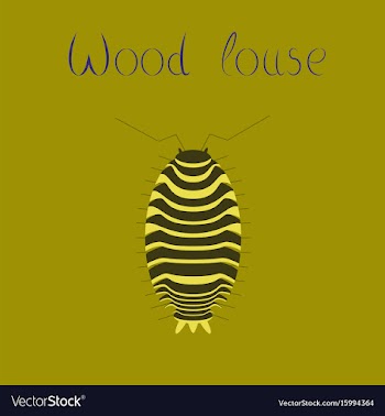 Flat on background wood louse vector image