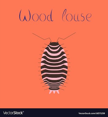 Flat on background wood louse vector image
