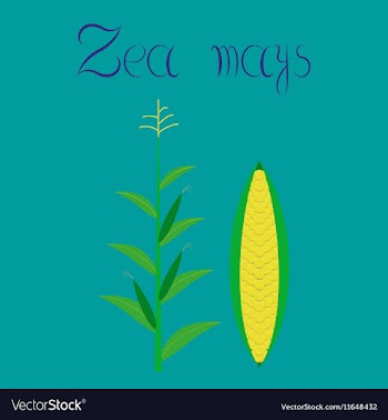 Flat on background zea mays vector image