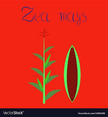 Flat on background zea mays vector image