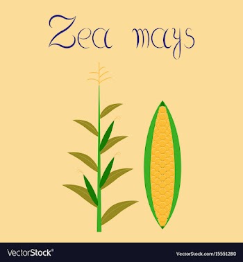 Flat on background zea mays vector image
