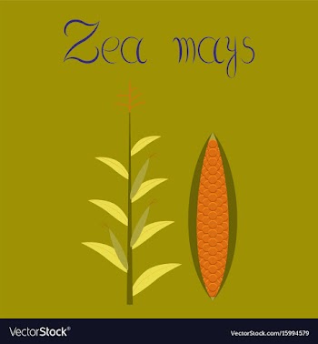 Flat on background zea mays vector image