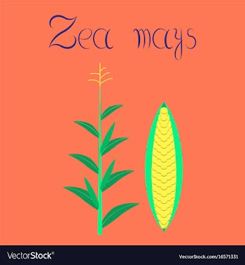 Flat on background zea mays vector image