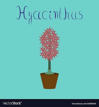 Flat on stylish background Hyacinthus vector image