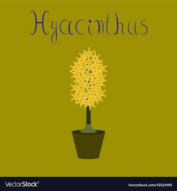 Flat on stylish background hyacinthus vector image