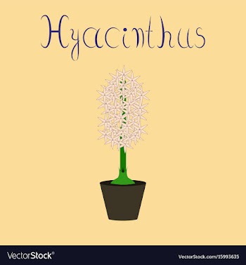 Flat on stylish background hyacinthus vector image