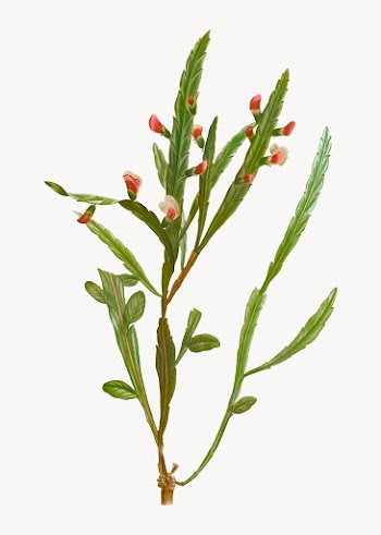 Flat-pea plant | Free stock vector - 568620