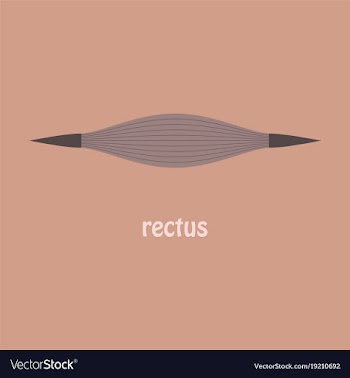 Flat rectus - didactic board of anatomy of vector image