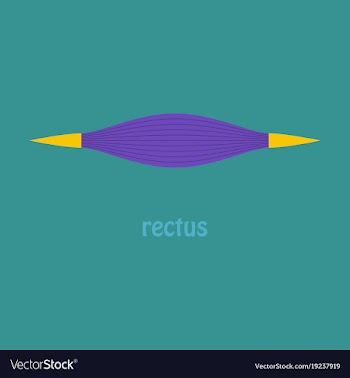 Flat rectus - didactic board of anatomy of vector image