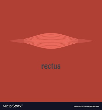 Flat rectus - didactic board of anatomy of vector image