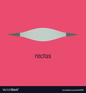 Flat rectus - didactic board of anatomy of vector image