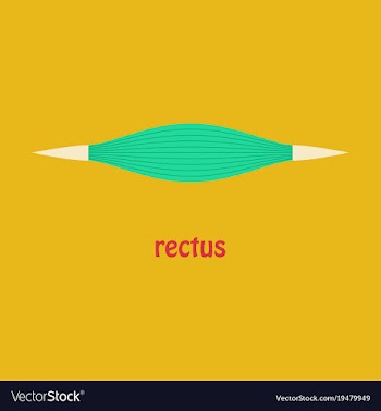 Flat rectus - didactic board of anatomy of vector image