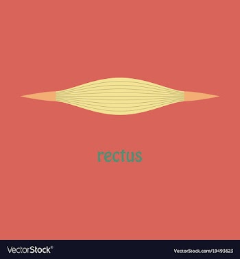 Flat rectus - didactic board of anatomy of vector image