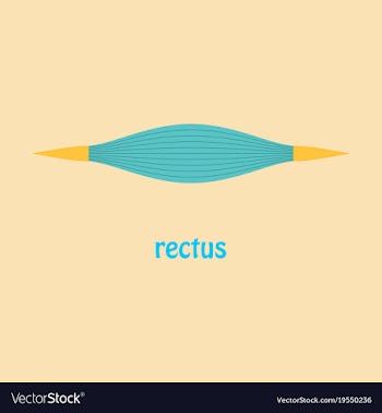 Flat rectus - didactic board of anatomy of vector image