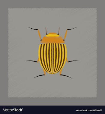 Flat shading style Colorado beetle vector image